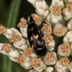Mordella sydneyana (Pintail Beetle) at Taylor, ACT - 12 Jan 2024 by kasiaaus
