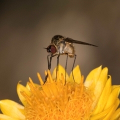 Geron sp. (genus) (Slender Bee Fly) at Taylor Offset (TLR) - 12 Jan 2024 by kasiaaus