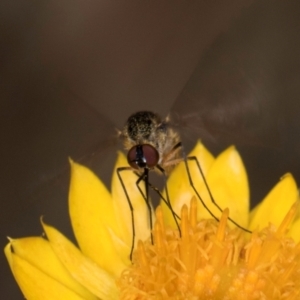 Geron sp. (genus) at Taylor, ACT - 12 Jan 2024