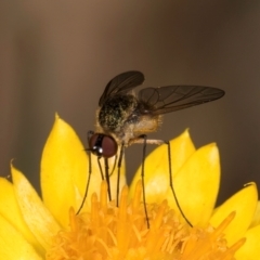 Geron sp. (genus) at Taylor, ACT - 12 Jan 2024