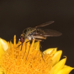 Geron sp. (genus) at Taylor, ACT - 12 Jan 2024