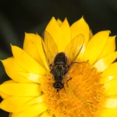 Geron sp. (genus) at Taylor, ACT - 12 Jan 2024