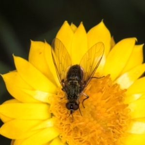 Geron sp. (genus) at Taylor, ACT - 12 Jan 2024