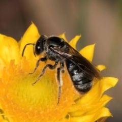 Lasioglossum (Chilalictus) sp. (genus & subgenus) (Halictid bee) at Taylor Offset (TLR) - 12 Jan 2024 by kasiaaus