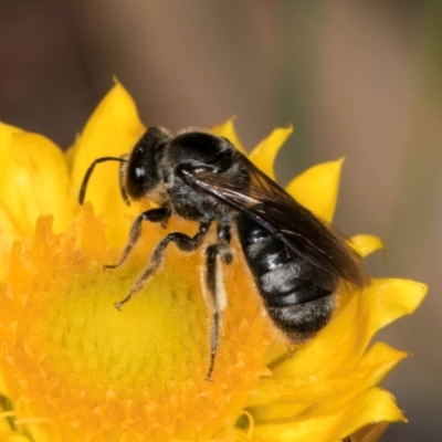 Lasioglossum (Chilalictus) sp. (genus & subgenus) (Halictid bee) at Taylor, ACT - 12 Jan 2024 by kasiaaus