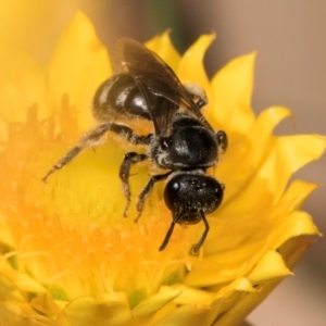 Lasioglossum (Chilalictus) sp. (genus & subgenus) at Taylor Offset (TLR) - 12 Jan 2024