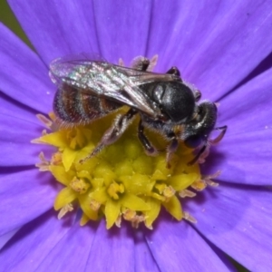 Lasioglossum (Chilalictus) sp. (genus & subgenus) at ANBG - 11 Jan 2024