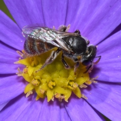 Lasioglossum (Chilalictus) sp. (genus & subgenus) (Halictid bee) at ANBG - 11 Jan 2024 by DianneClarke