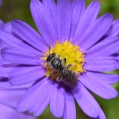 Lasioglossum (Chilalictus) sp. (genus & subgenus) at ANBG - 11 Jan 2024