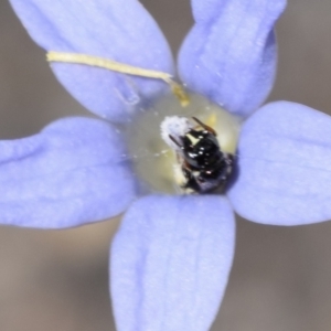 Exoneurella lawsoni at ANBG - 11 Jan 2024