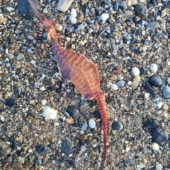 Phyllopteryx taeniolatus (Weedy Seadragon) at Lilli Pilli, NSW - 12 Jan 2024 by LukeMcElhinney