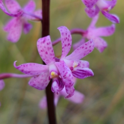 Dipodium roseum (Rosy Hyacinth Orchid) at QPRC LGA - 12 Jan 2024 by Csteele4