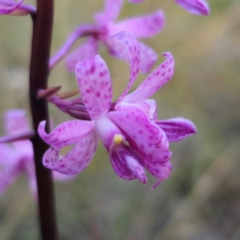 Dipodium roseum at QPRC LGA - suppressed