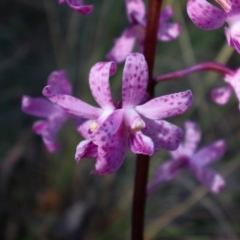 Dipodium roseum at QPRC LGA - suppressed