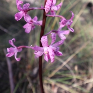 Dipodium roseum at QPRC LGA - suppressed