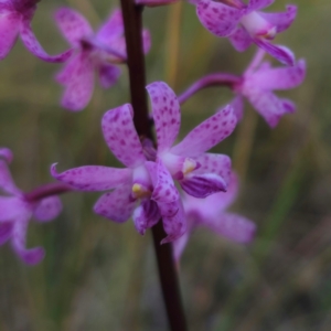 Dipodium roseum at QPRC LGA - suppressed