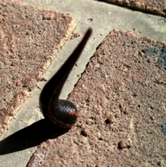 Hirudinea sp. (Class) (Unidentified Leech) at Kangaroo Valley, NSW - 12 Jan 2024 by lbradley