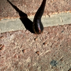 Hirudinea sp. (Class) at Kangaroo Valley, NSW - suppressed