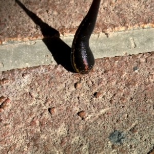 Hirudinea sp. (Class) at Kangaroo Valley, NSW - suppressed