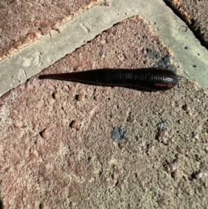 Hirudinea sp. (Class) at Kangaroo Valley, NSW - suppressed