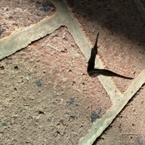 Hirudinea sp. (Class) at Kangaroo Valley, NSW - suppressed