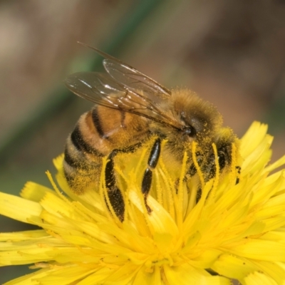 Apis mellifera (European honey bee) at Taylor, ACT - 12 Jan 2024 by kasiaaus