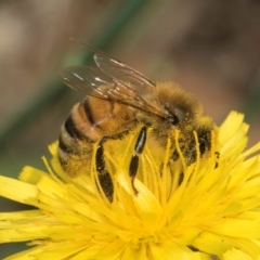 Apis mellifera (European honey bee) at Taylor, ACT - 12 Jan 2024 by kasiaaus