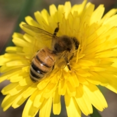 Apis mellifera at Taylor, ACT - 12 Jan 2024