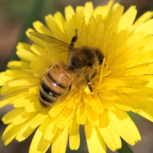 Apis mellifera at Taylor, ACT - 12 Jan 2024