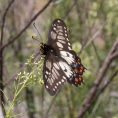 Papilio anactus (Dainty Swallowtail) at Hawker, ACT - 11 Jan 2024 by AlisonMilton