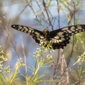 Papilio anactus at Pinnacle NR (PIN) - 12 Jan 2024