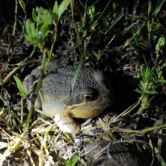 Limnodynastes dumerilii (Eastern Banjo Frog) at Northangera, NSW - 11 Jan 2024 by RichardMilner