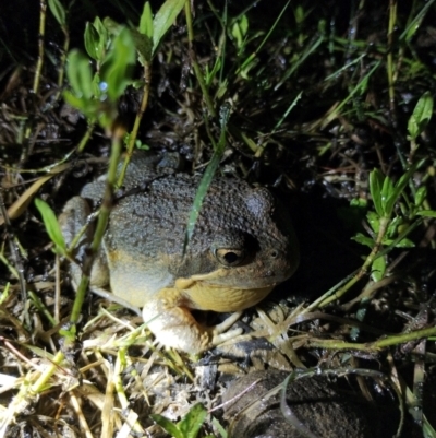 Limnodynastes dumerilii (Eastern Banjo Frog) at Northangera, NSW - 11 Jan 2024 by RichardMilner