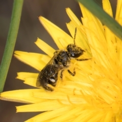 Lasioglossum (Chilalictus) sp. (genus & subgenus) (Halictid bee) at Taylor, ACT - 12 Jan 2024 by kasiaaus