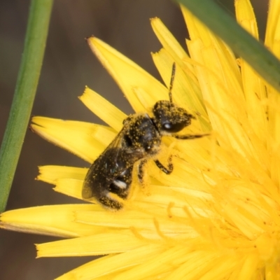 Lasioglossum (Chilalictus) sp. (genus & subgenus) (Halictid bee) at Taylor, ACT - 12 Jan 2024 by kasiaaus