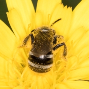 Lasioglossum (Chilalictus) sp. (genus & subgenus) at Taylor, ACT - 12 Jan 2024 12:15 PM