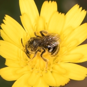 Lasioglossum (Chilalictus) sp. (genus & subgenus) at Taylor, ACT - 12 Jan 2024 12:15 PM