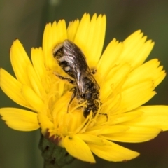 Lasioglossum (Chilalictus) sp. (genus & subgenus) at Taylor, ACT - 12 Jan 2024 12:15 PM