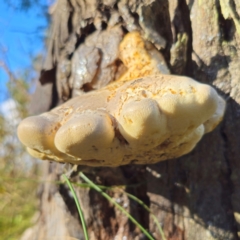 Laetiporus portentosus (White Punk) at Captains Flat, NSW - 12 Jan 2024 by Csteele4