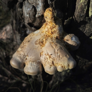 Laetiporus portentosus at QPRC LGA - 12 Jan 2024