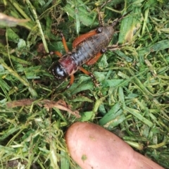 Anostostoma opacum (Giant King Cricket) at Mongarlowe River - 11 Jan 2024 by RichardMilner