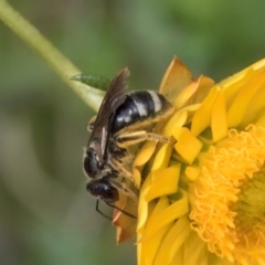 Lasioglossum (Chilalictus) sp. (genus & subgenus) (Halictid bee) at Taylor, ACT - 12 Jan 2024 by kasiaaus