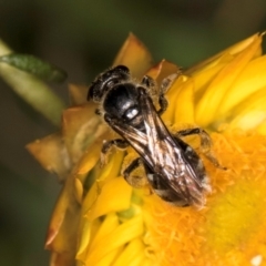 Lasioglossum (Chilalictus) sp. (genus & subgenus) at Taylor, ACT - 12 Jan 2024 12:24 PM