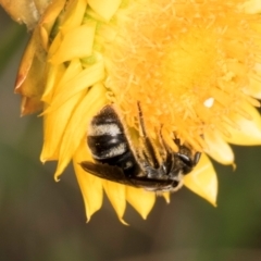 Lasioglossum (Chilalictus) sp. (genus & subgenus) at Taylor, ACT - 12 Jan 2024