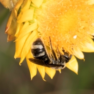 Lasioglossum (Chilalictus) sp. (genus & subgenus) at Taylor, ACT - 12 Jan 2024 12:24 PM