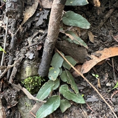 Pellaea falcata (Sickle Fern) at Barrengarry, NSW - 12 Jan 2024 by lbradleyKV