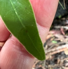 Pellaea falcata at Barrengarry, NSW - 12 Jan 2024