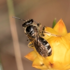 Lasioglossum (Chilalictus) sp. (genus & subgenus) (Halictid bee) at Taylor, ACT - 12 Jan 2024 by kasiaaus