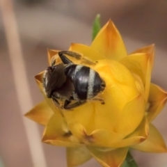 Lasioglossum (Chilalictus) sp. (genus & subgenus) at Taylor, ACT - 12 Jan 2024 12:25 PM