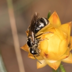 Lasioglossum (Chilalictus) sp. (genus & subgenus) at Taylor Offset (TLR) - 12 Jan 2024